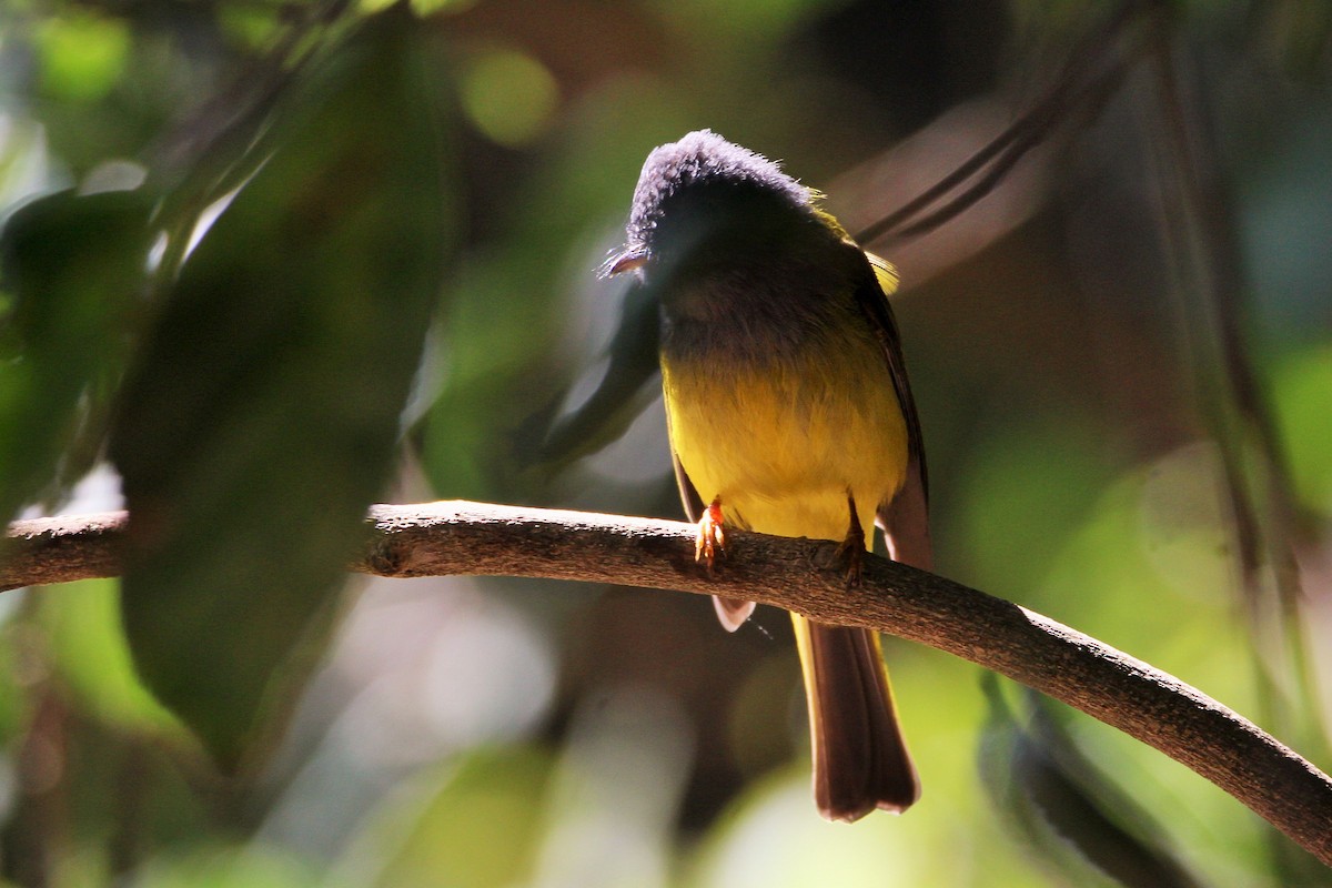 Gray-headed Canary-Flycatcher - Aravind Amirtharaj