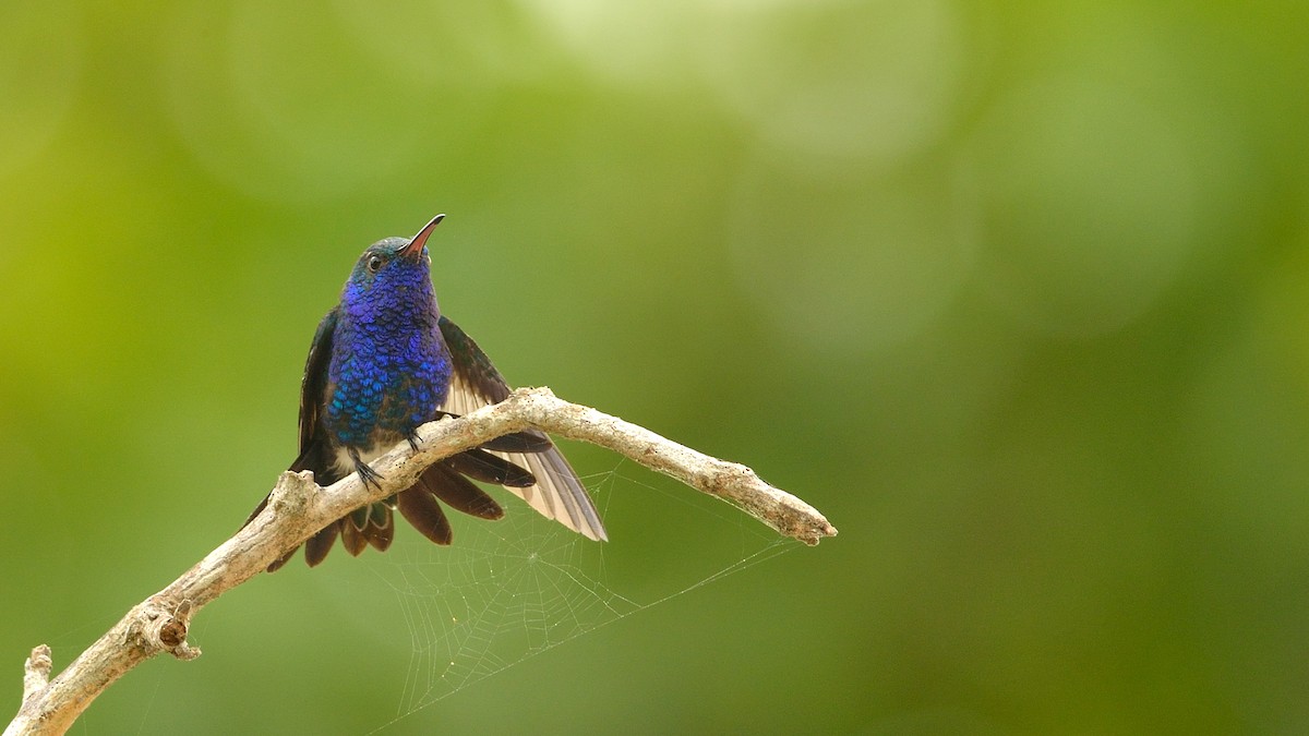 Sapphire-bellied Hummingbird - ML42900741