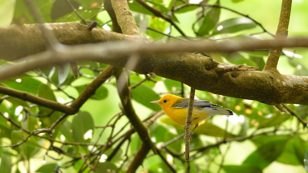 Prothonotary Warbler - ML42900791