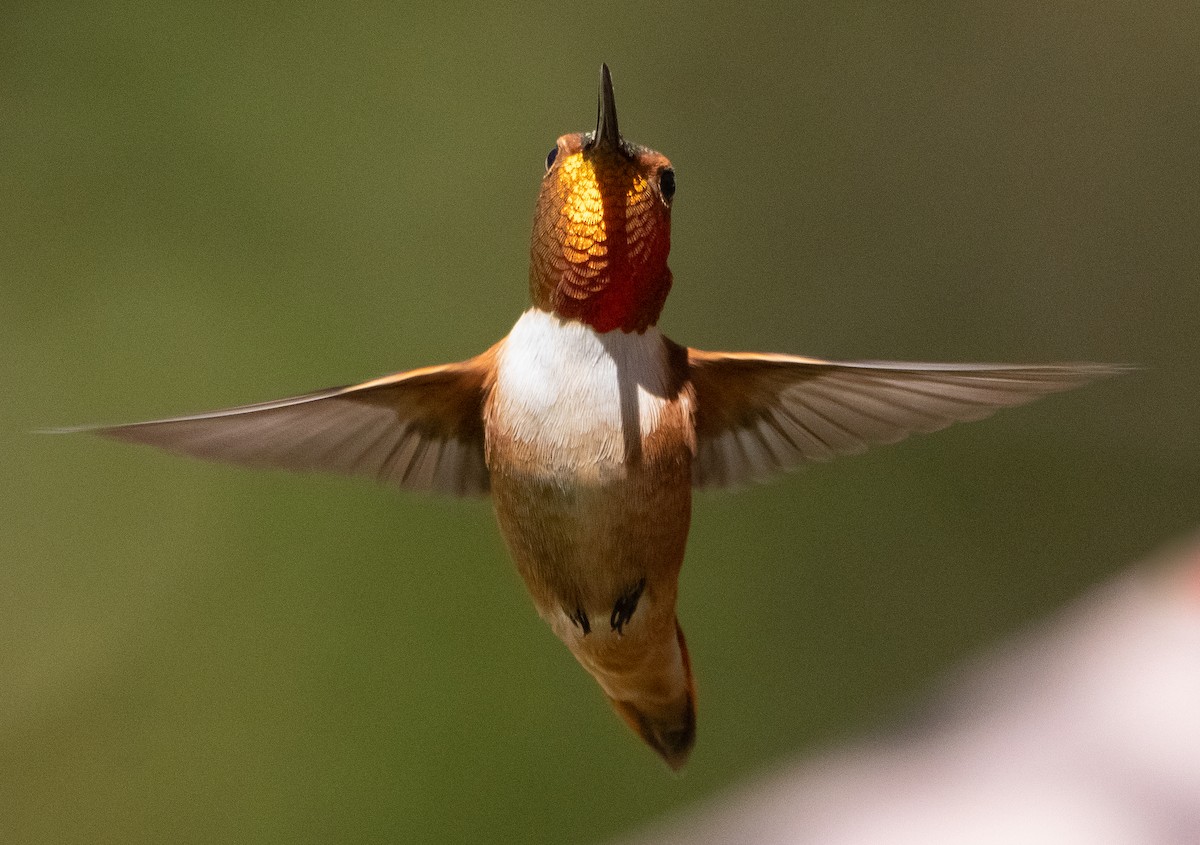 Rufous Hummingbird - ML429008711