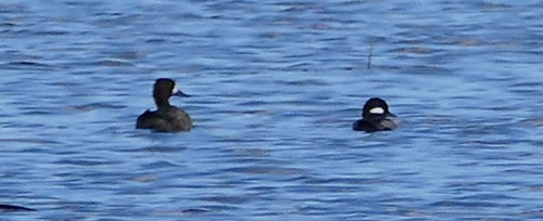 Greater Scaup - ML42901311