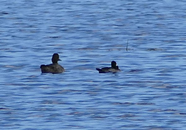 Greater Scaup - ML42901331