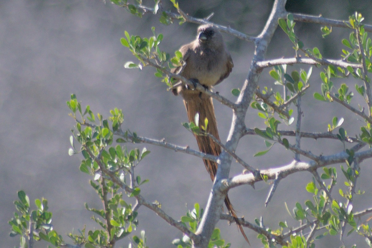 Speckled Mousebird - ML429015991