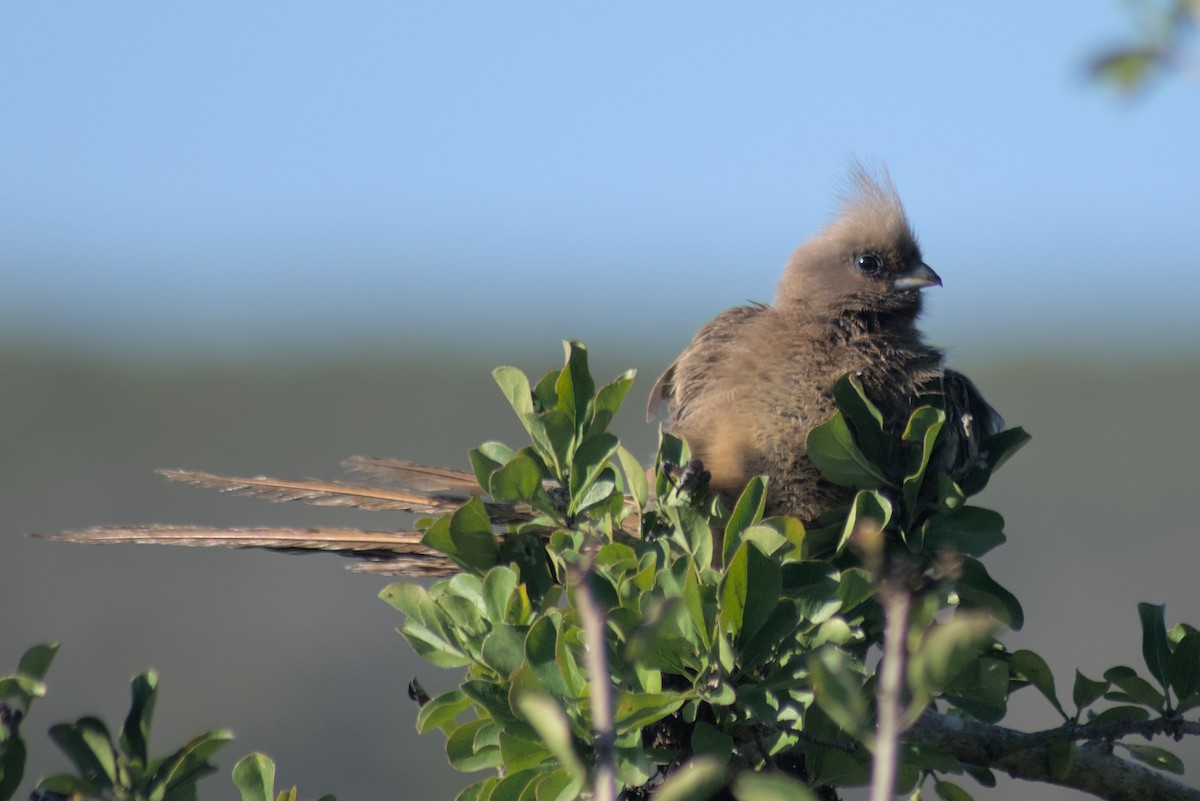 Speckled Mousebird - ML429016061