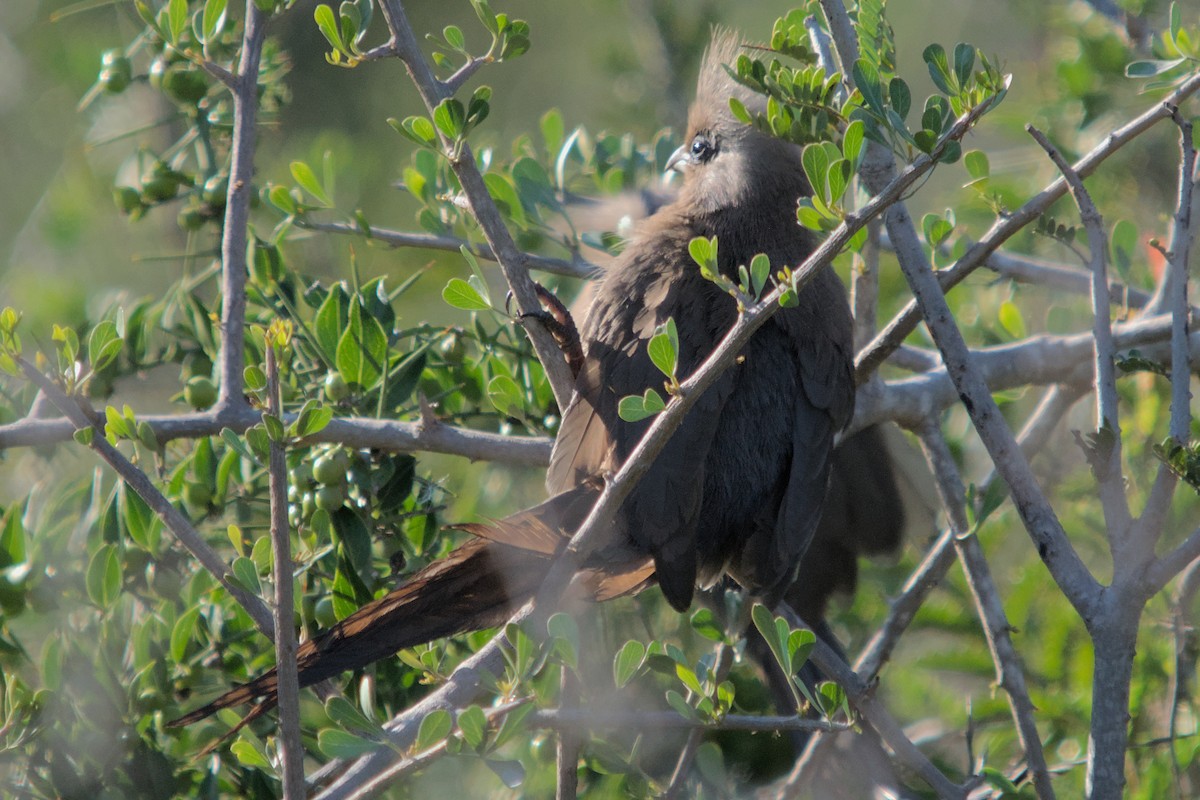 Speckled Mousebird - ML429016181