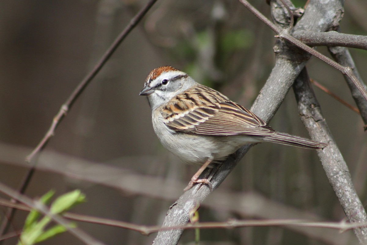 Chipping Sparrow - ML429018741