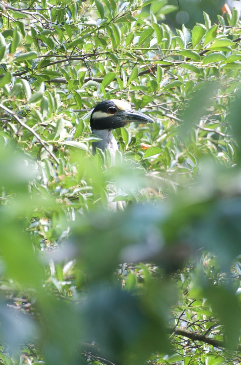 Yellow-crowned Night Heron - Bill Rapai
