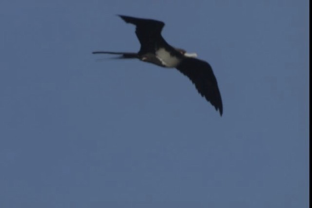 Lesser Frigatebird - ML429021