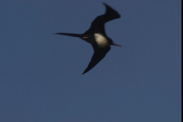 Lesser Frigatebird - ML429026
