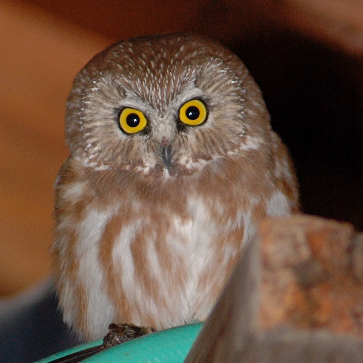 Northern Saw-whet Owl - Bill Rapai