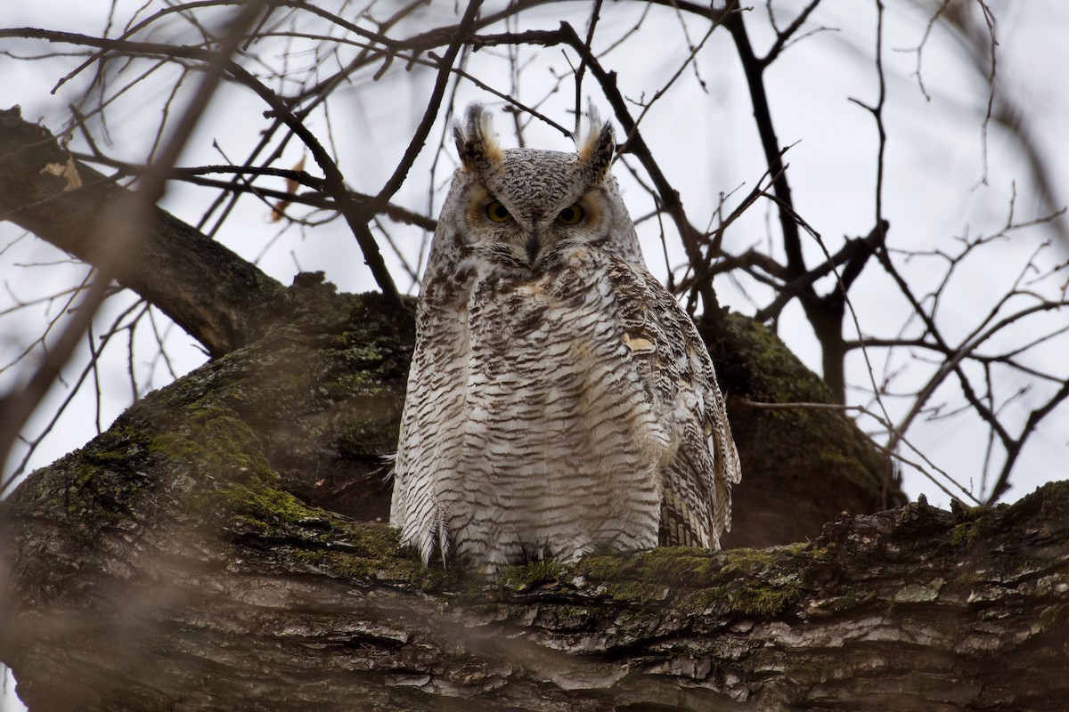 Great Horned Owl - John Breker
