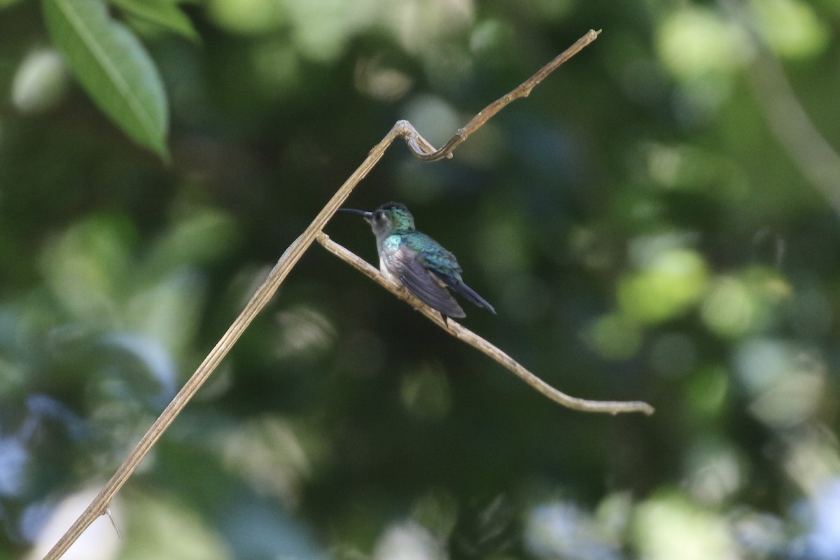 Wedge-tailed Sabrewing (Long-tailed) - ML429031711