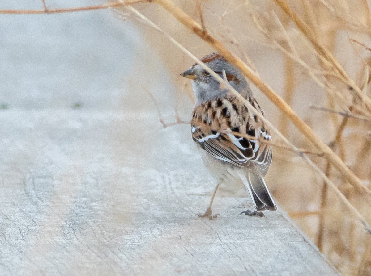 American Tree Sparrow - Ken Pride