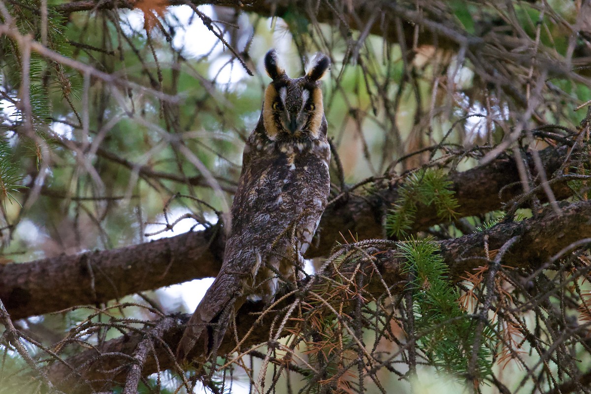 Long-eared Owl - ML429035371
