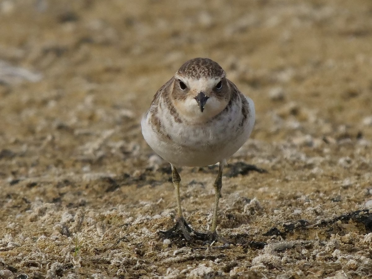 Double-banded Plover - Peter Lowe
