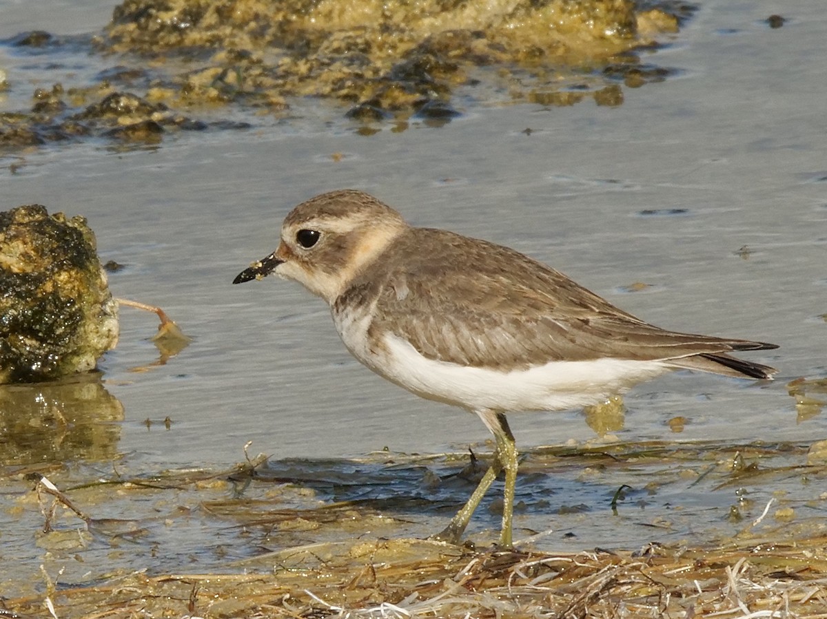 Double-banded Plover - ML429036531