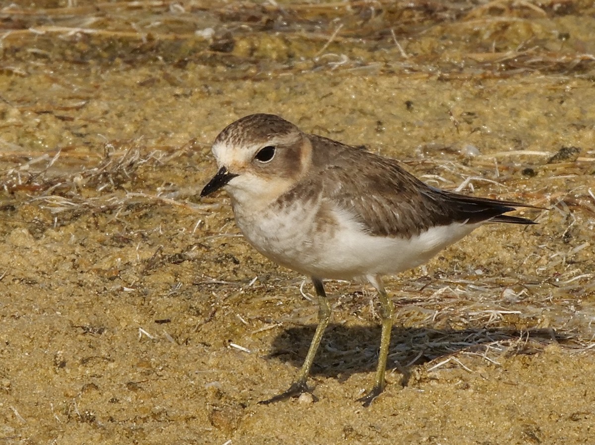 Double-banded Plover - ML429036551