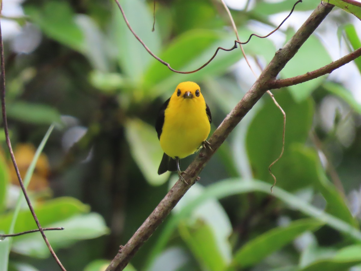 Black-and-yellow Tanager - ML429036951