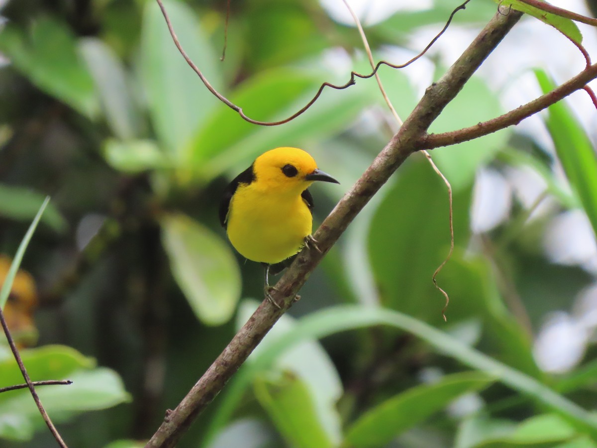 Black-and-yellow Tanager - ML429036961