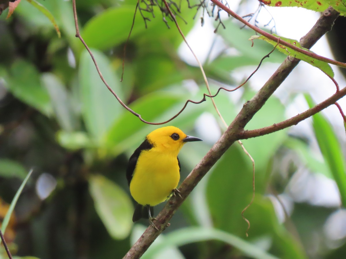 Black-and-yellow Tanager - ML429036971