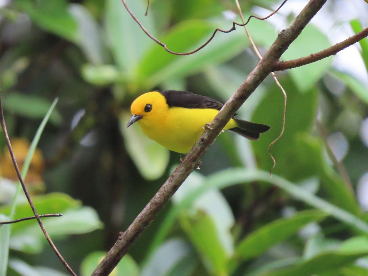 Black-and-yellow Tanager - ML429036991