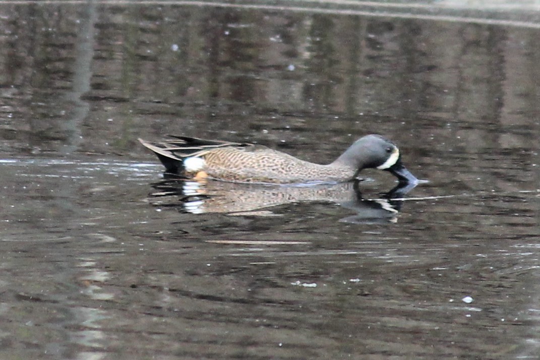 Blue-winged Teal - ML429037191