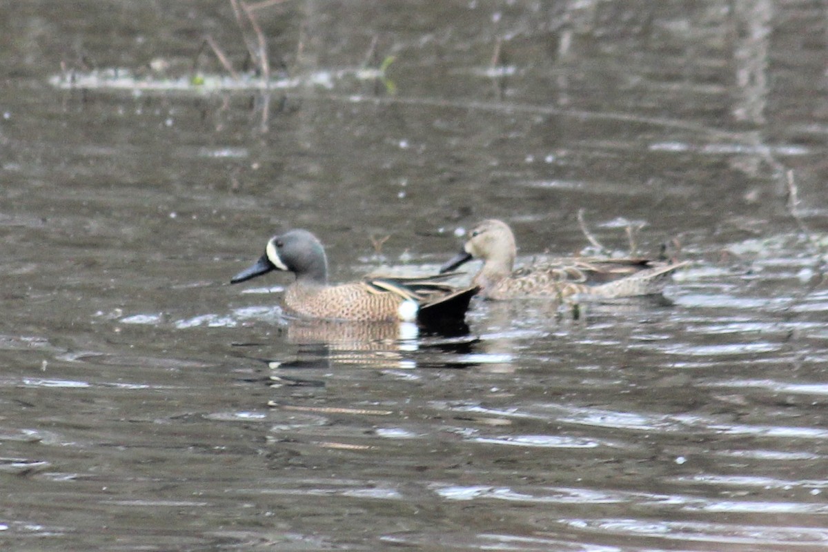 Blue-winged Teal - ML429037201