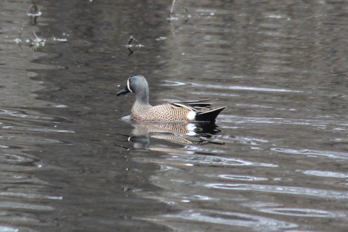 Blue-winged Teal - ML429037221
