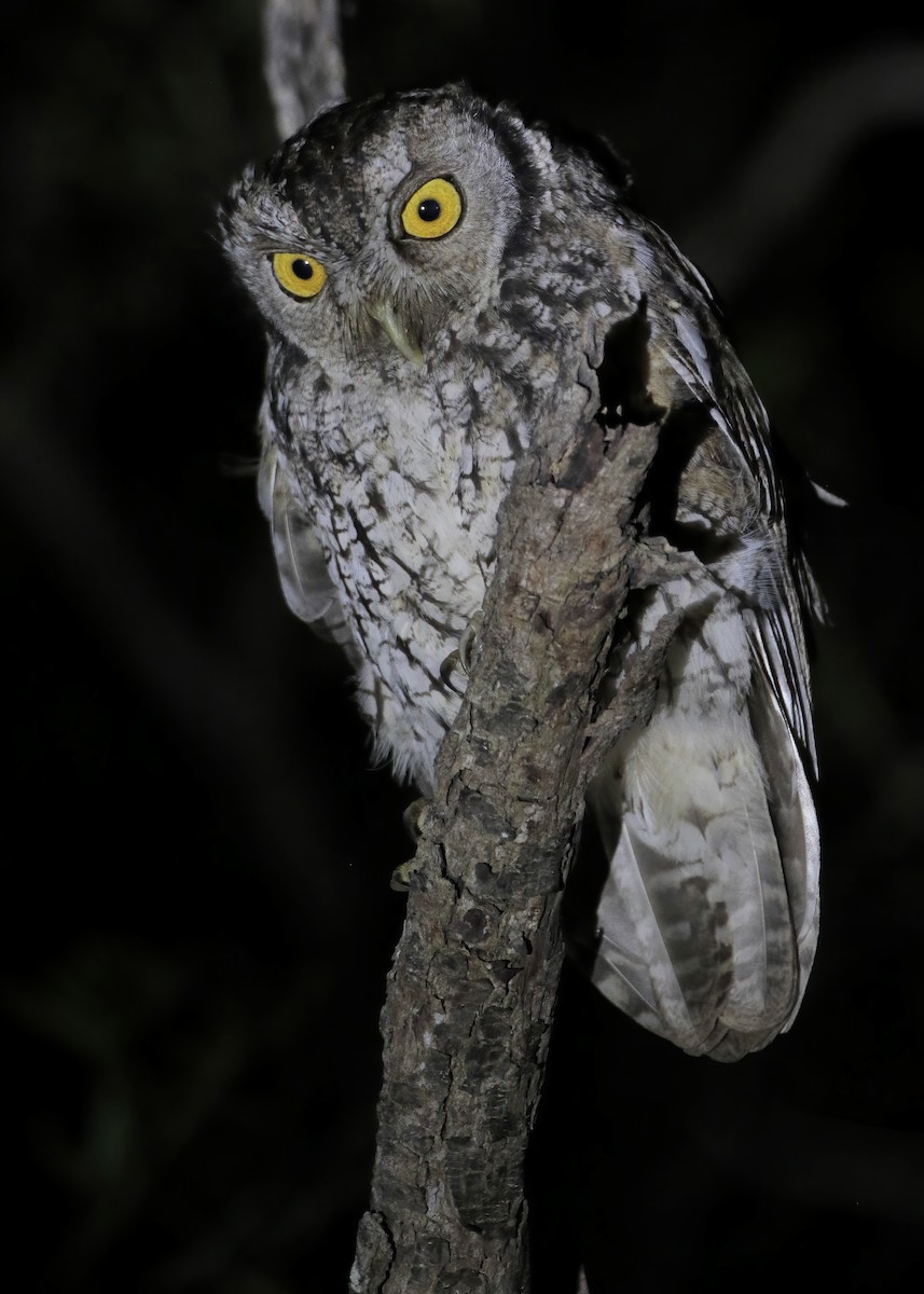 Koepcke's Screech-Owl (Apurimac) - ML429039261