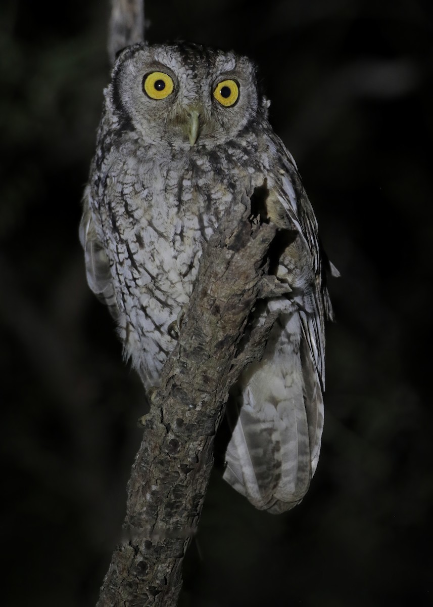 Koepcke's Screech-Owl (Apurimac) - Cesar Bollatty - www.birdsofperutours.com