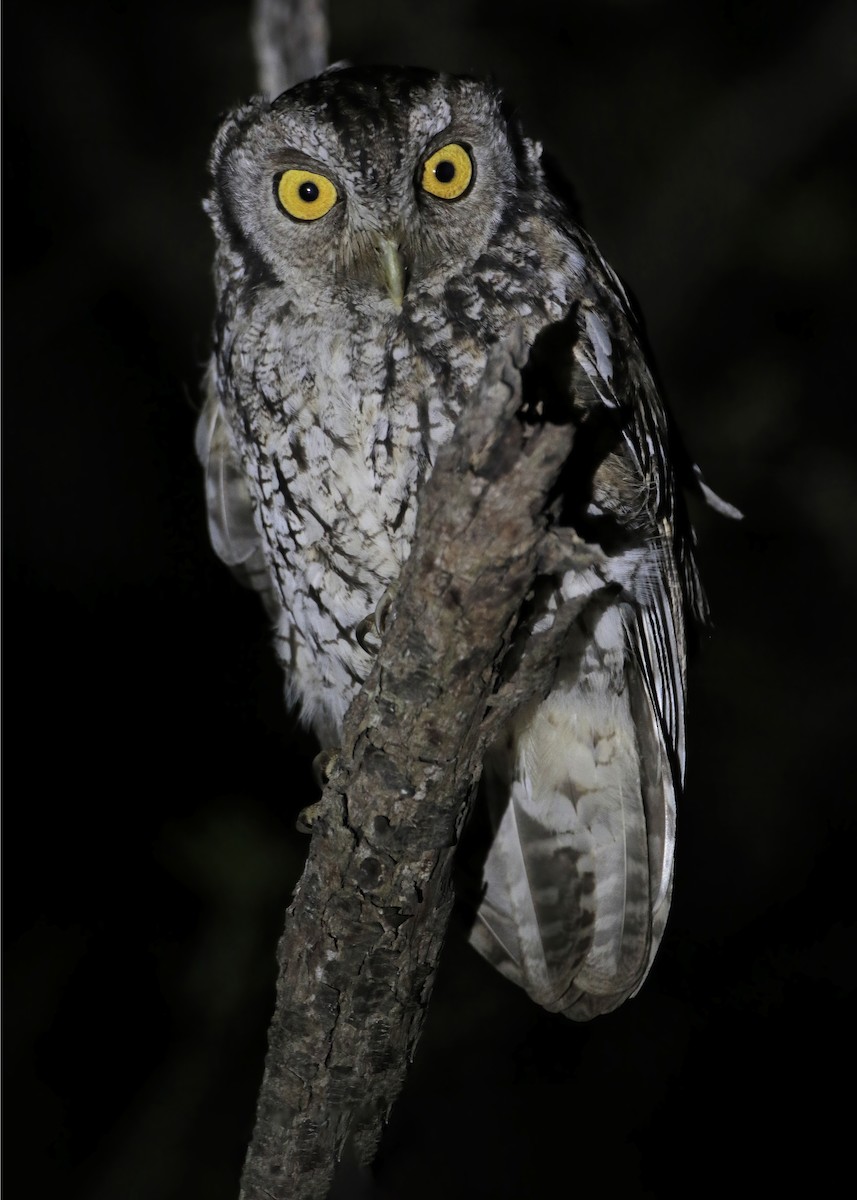 Koepcke's Screech-Owl (Apurimac) - ML429039421