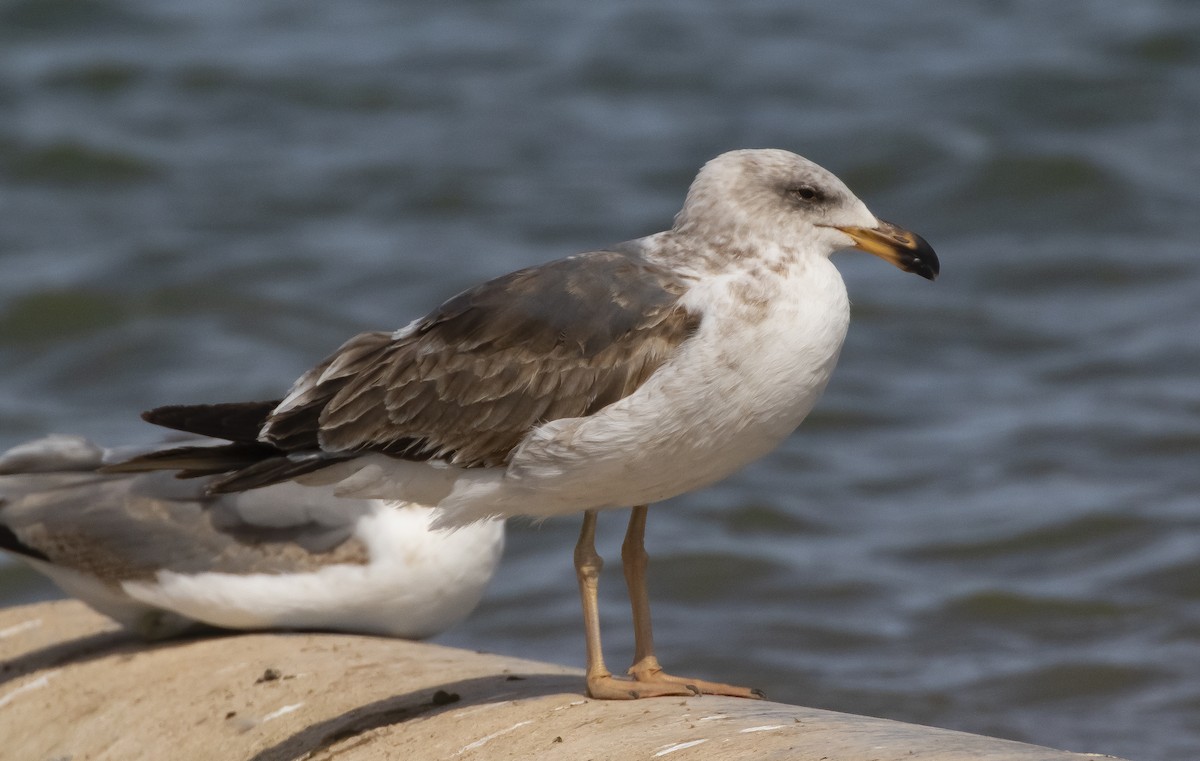 Yellow-footed Gull - ML429046741