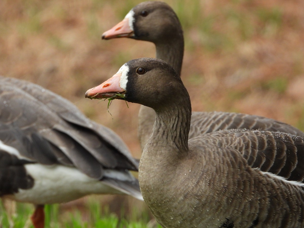 Greater White-fronted Goose - ML429054551