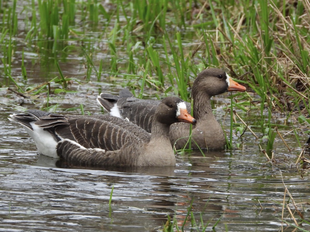 Greater White-fronted Goose - ML429054591