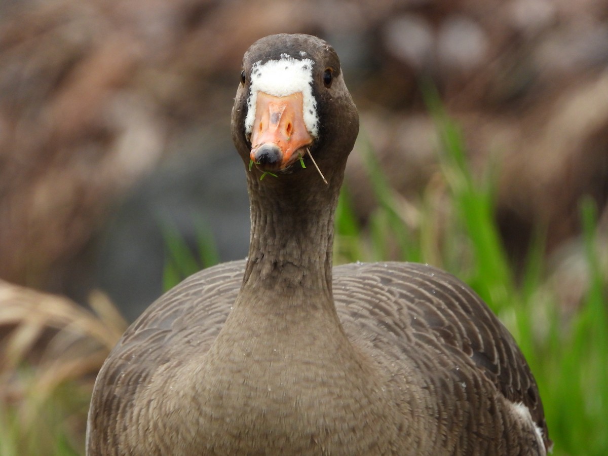 Greater White-fronted Goose - ML429054601