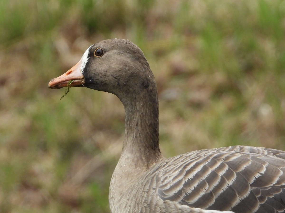 Greater White-fronted Goose - ML429054621
