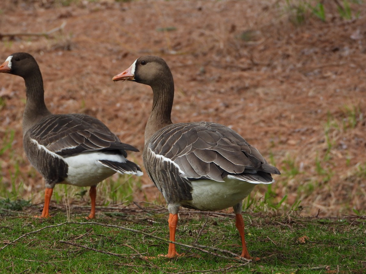 Greater White-fronted Goose - ML429054641
