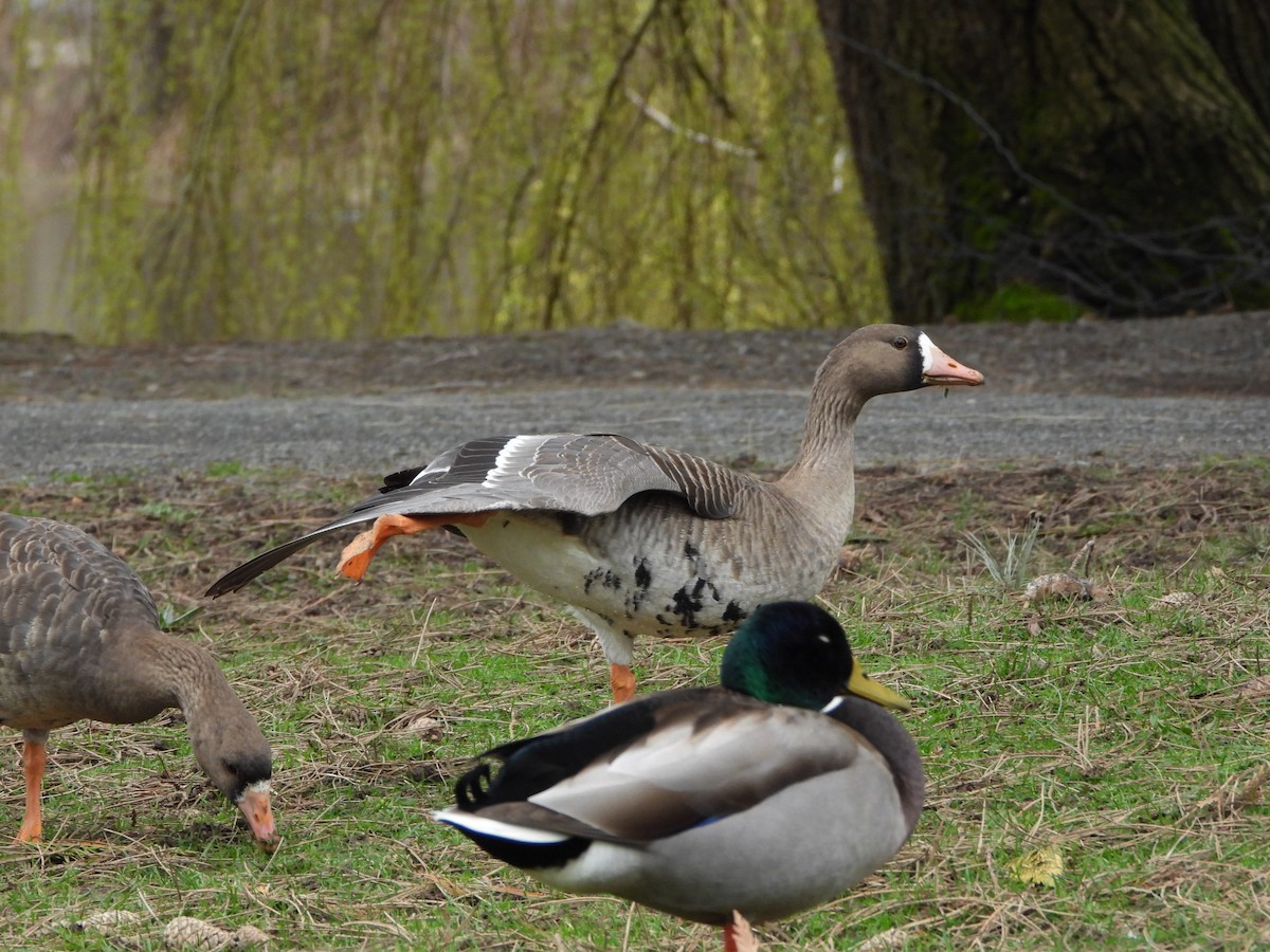 Greater White-fronted Goose - ML429054671