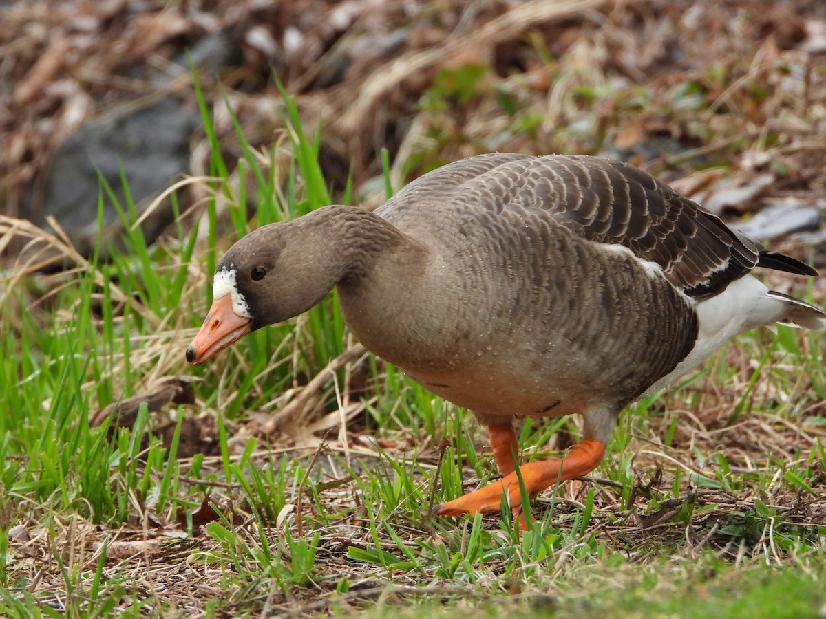 Greater White-fronted Goose - ML429054681