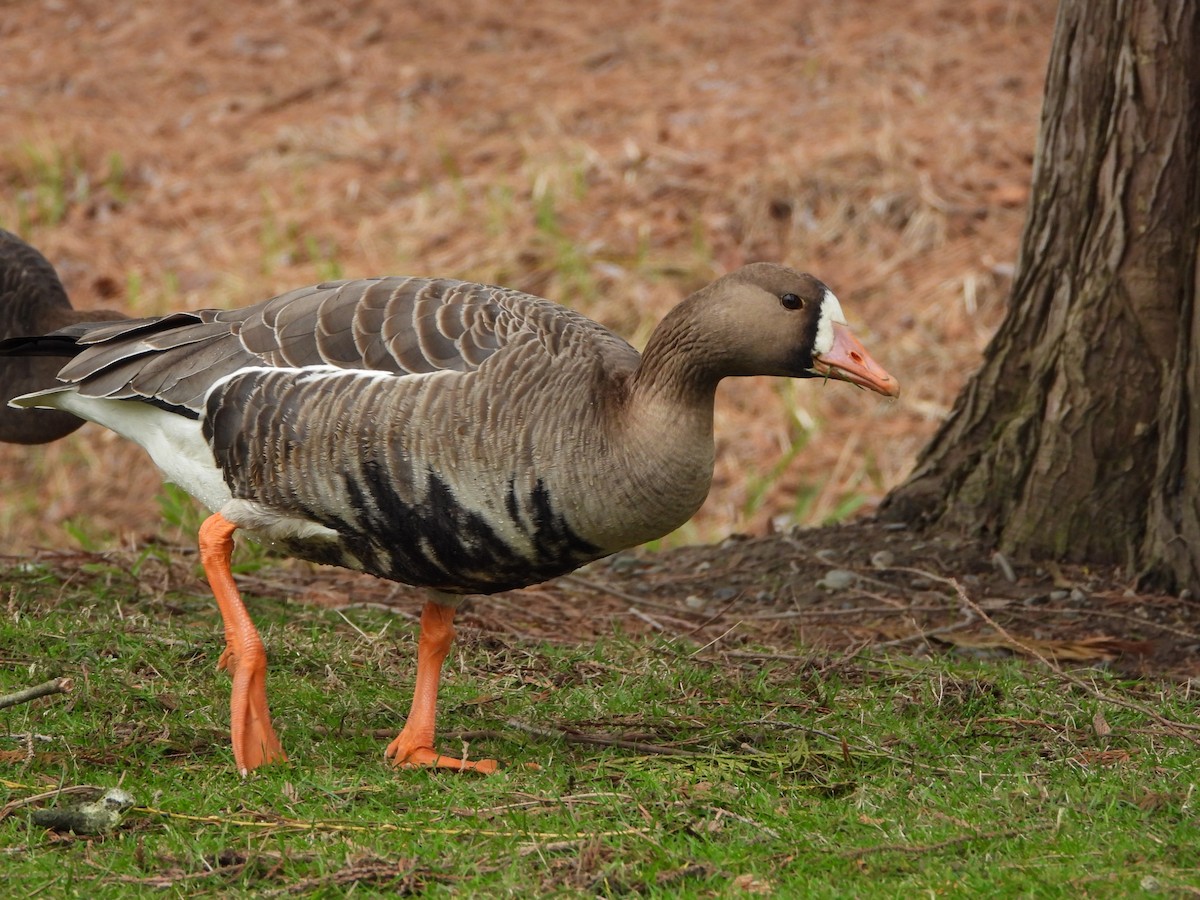 Greater White-fronted Goose - ML429054691