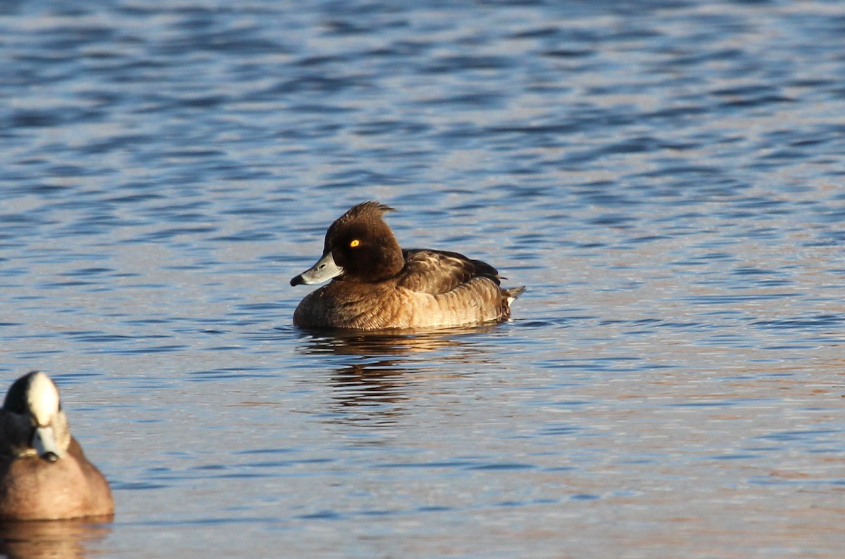 Tufted Duck - ML429056311