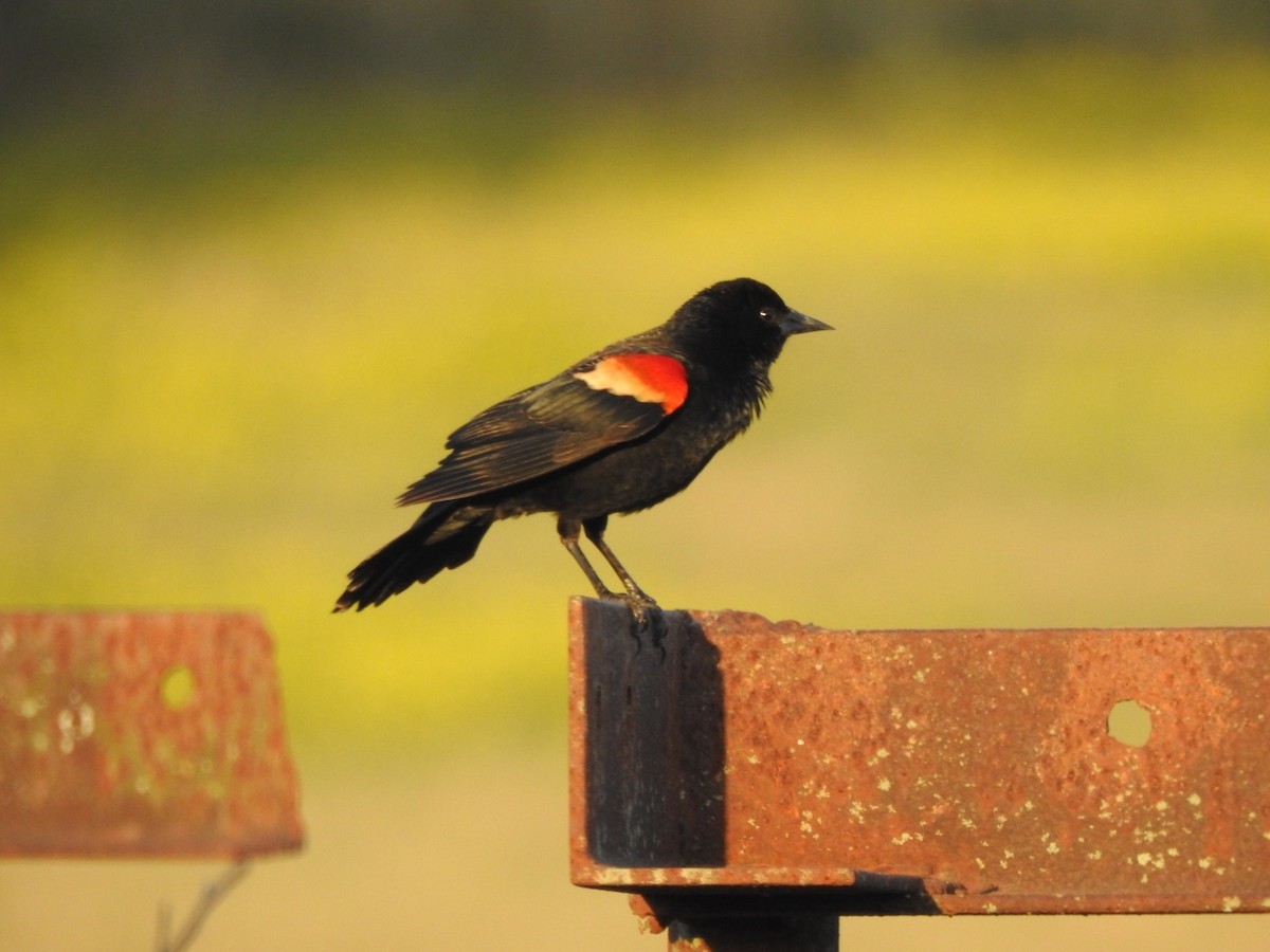 Red-winged Blackbird - ML429057521