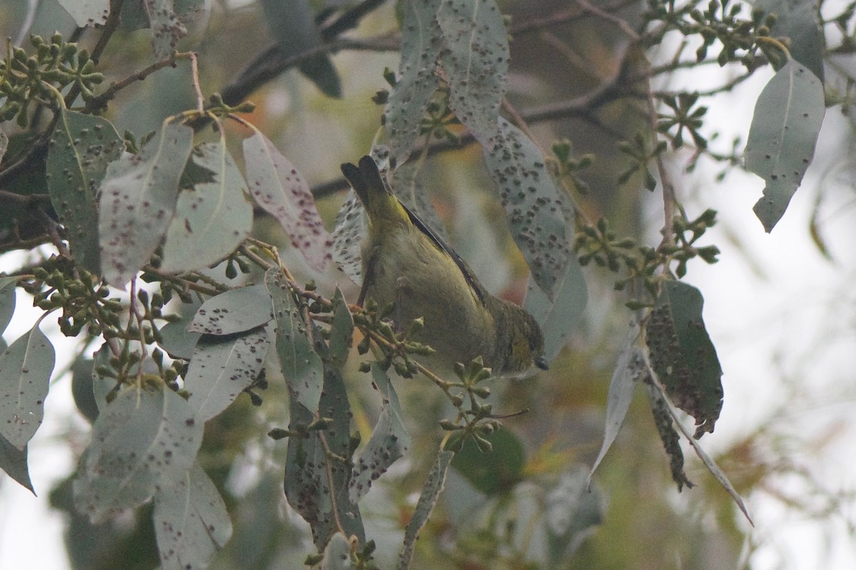 Forty-spotted Pardalote - Cory Gregory