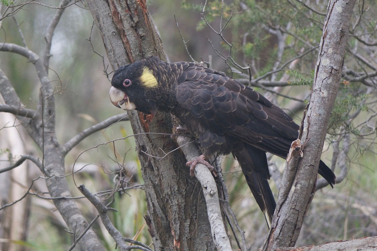 Yellow-tailed Black-Cockatoo - ML42906201