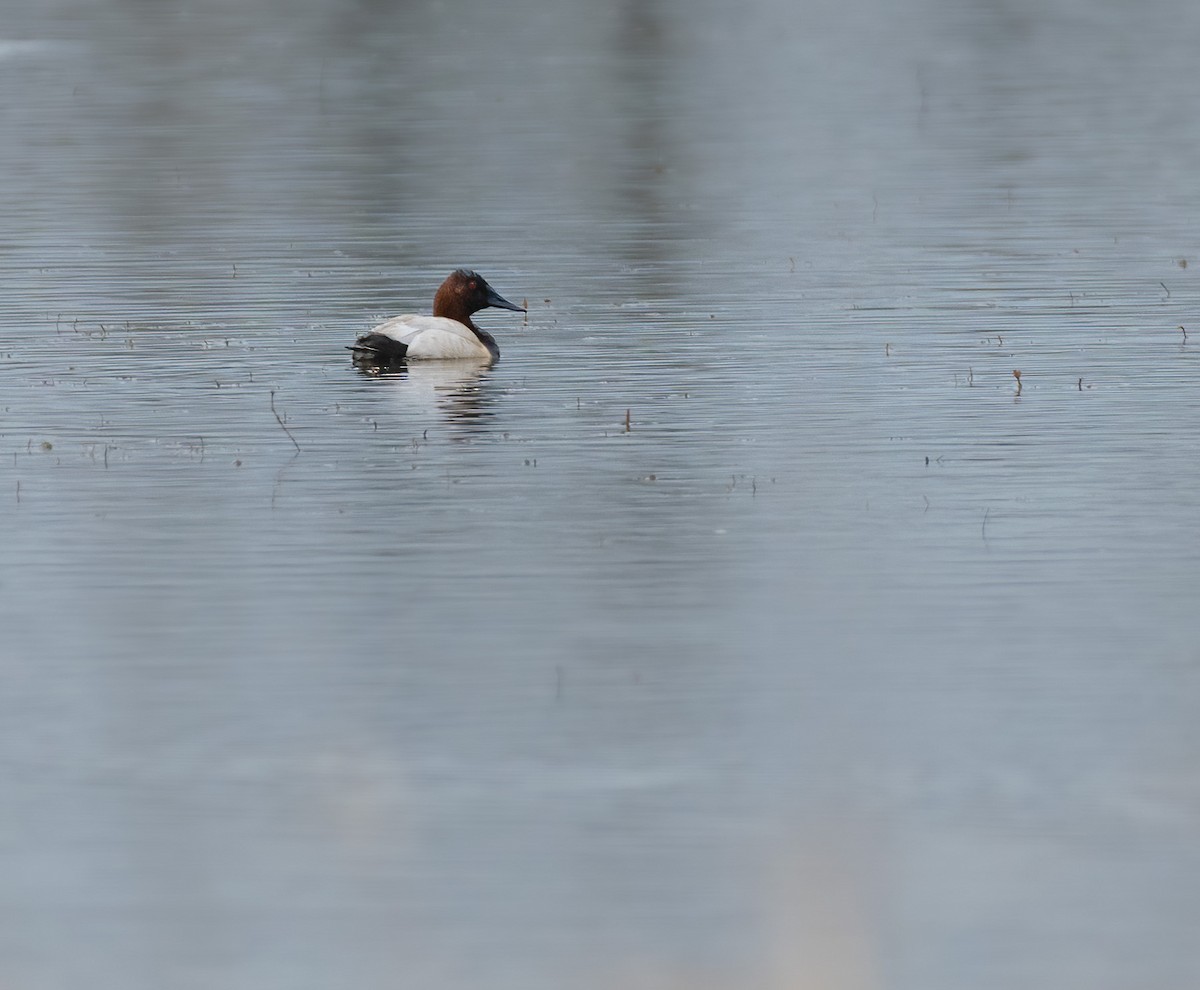 Canvasback - Ken Pitts