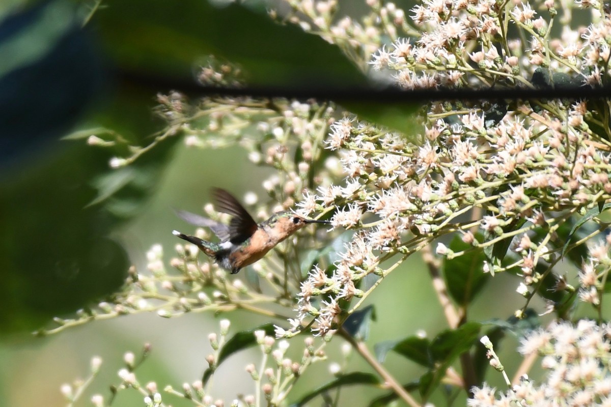 Sparkling-tailed Hummingbird - Johan Bergkvist