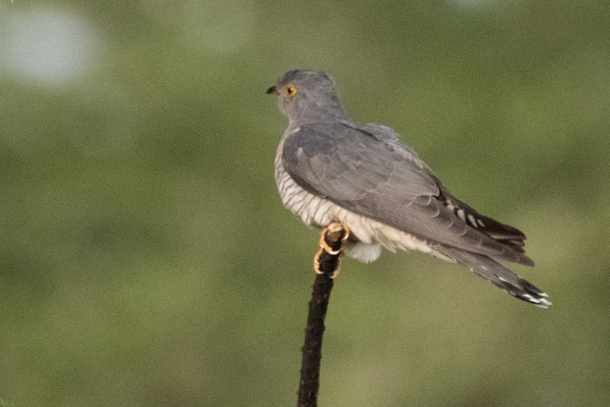 African Cuckoo - Moishie Hersko