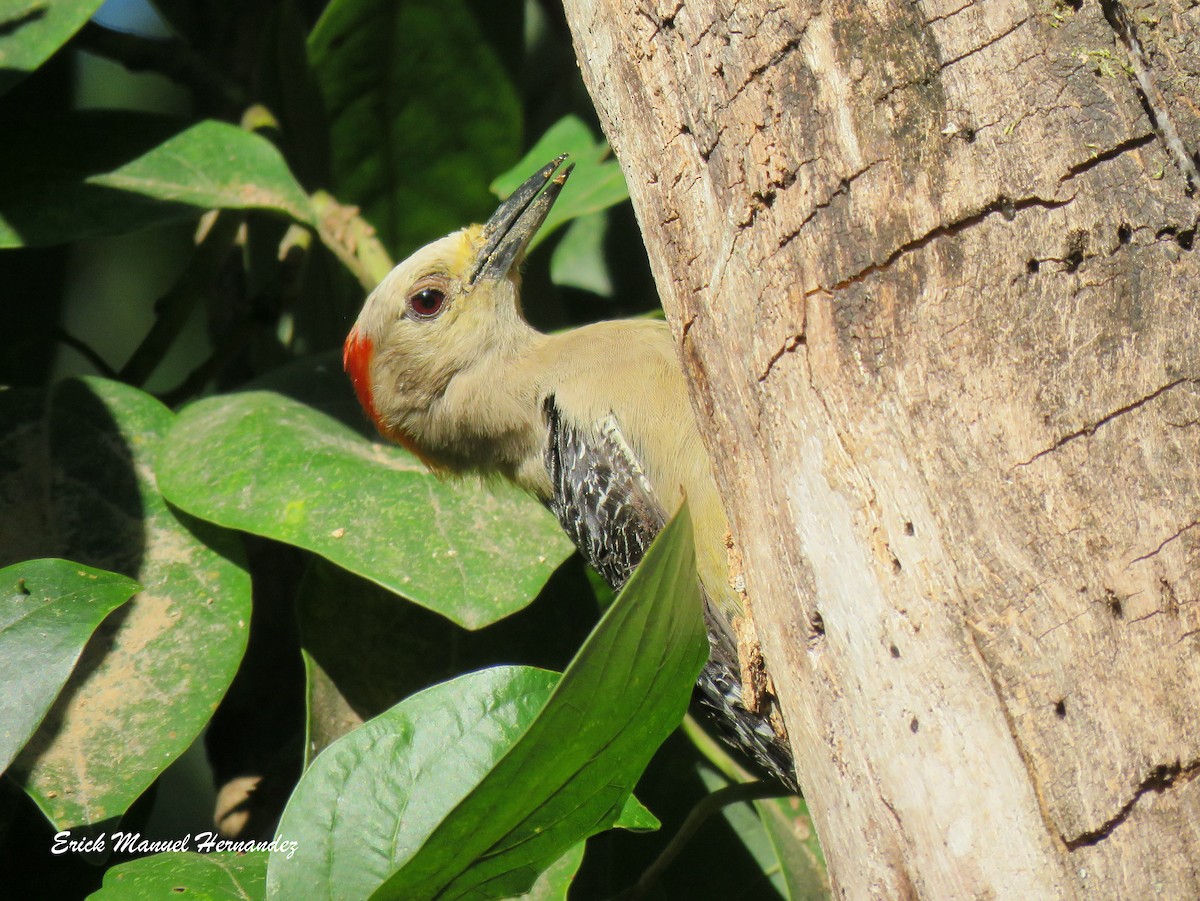 Golden-fronted Woodpecker - ML429068271