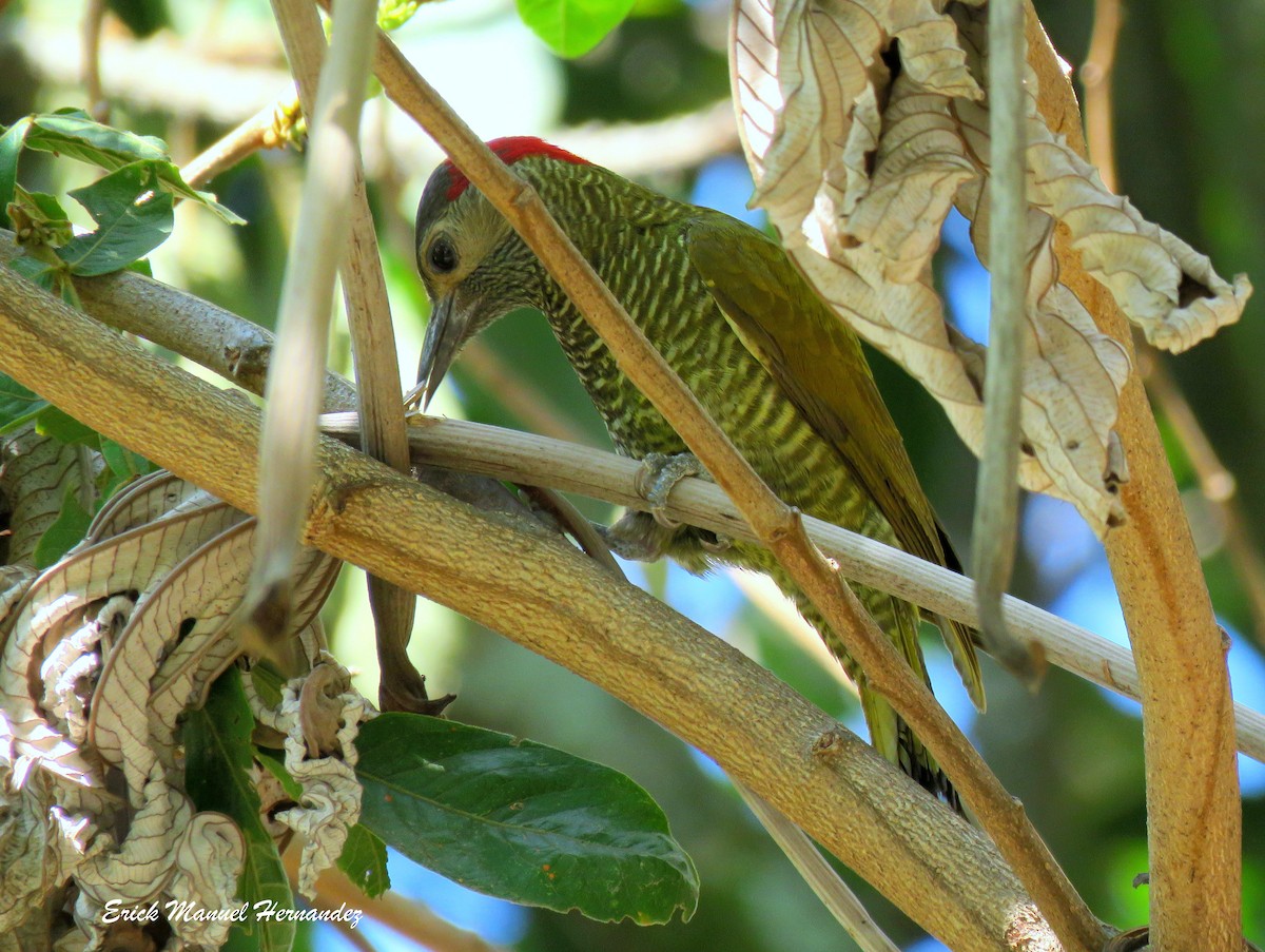 Golden-olive Woodpecker - ML429068441