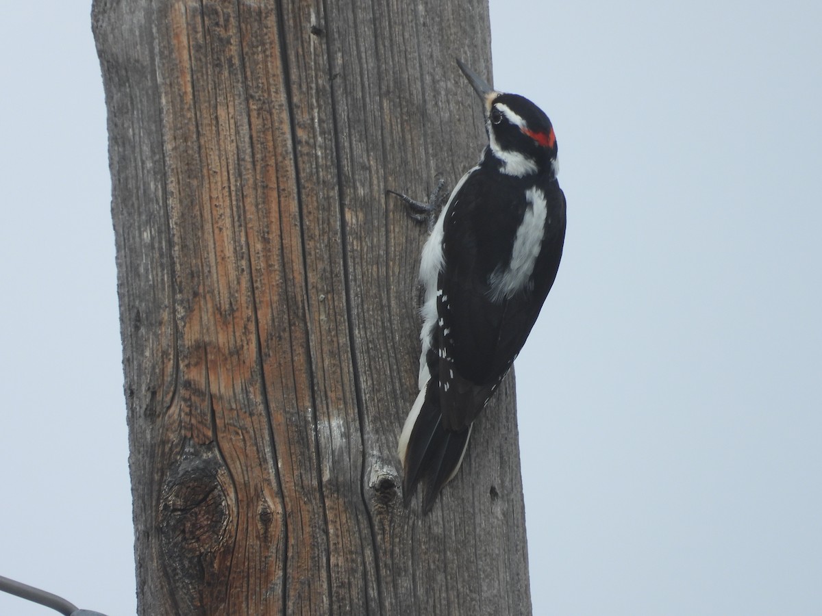 Hairy Woodpecker (Rocky Mts.) - ML429071211
